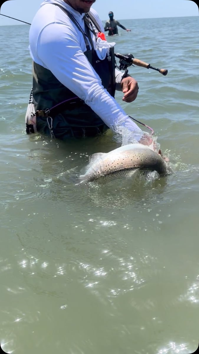 Releasing a speckled trout back into the bay